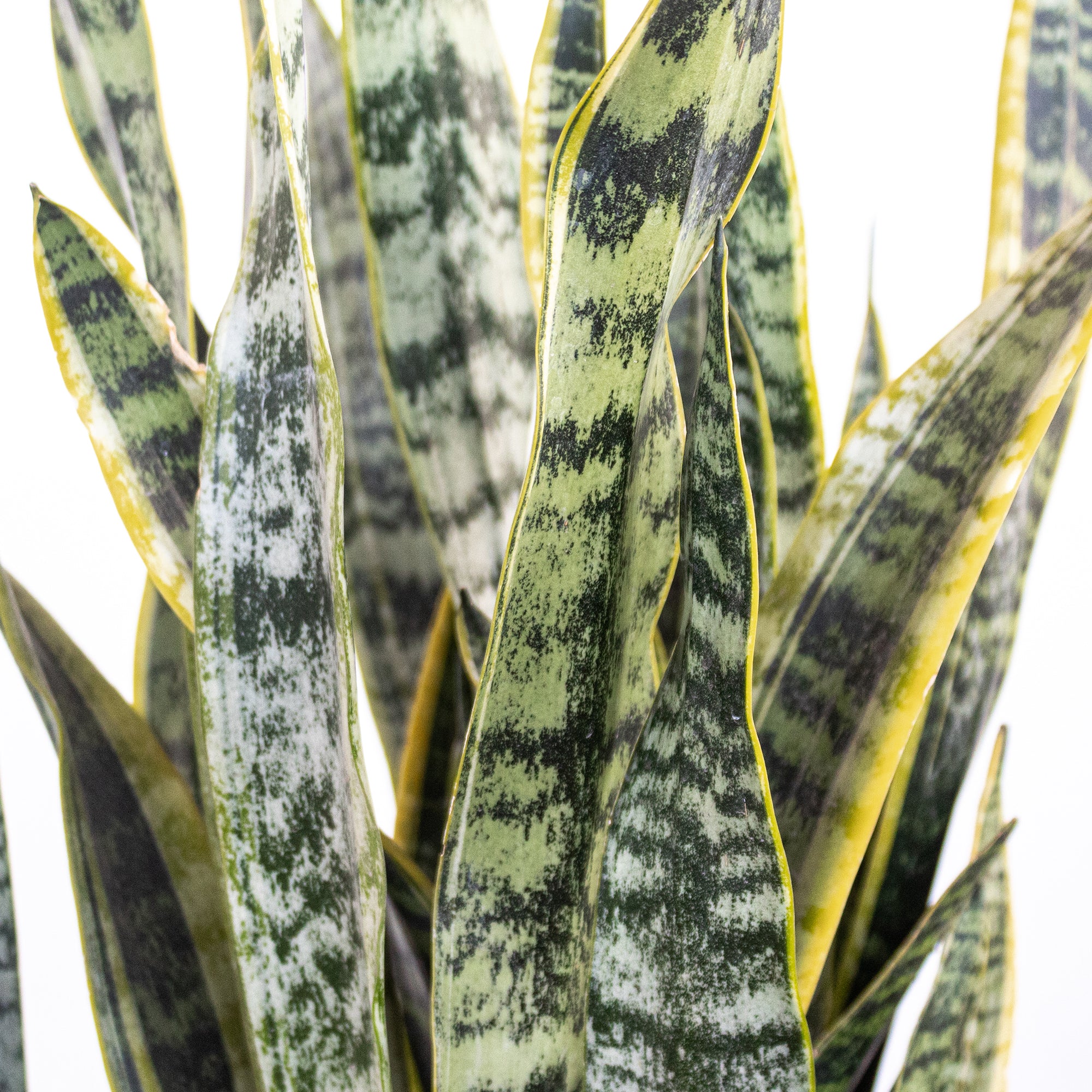 United Nursery Live Sansevieria Laurentii Plant 22-30 Inches Tall in 9.25 Inch Grower Pot