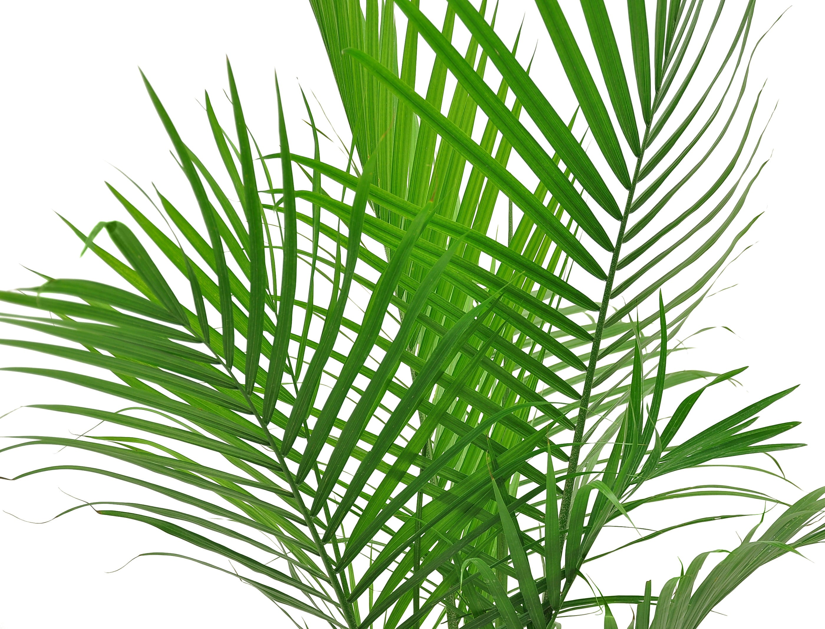 Costa Farms  Live Indoor 3-4 FT. Tall Green Majesty Palm Tree; Bright， Indirect Sunlight Plant in 10in. Grower Pot