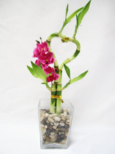 9GreenBox - Live Heart Style Lucky Bamboo Arrange w/ Glasses Vase Pebble Silk Orchid
