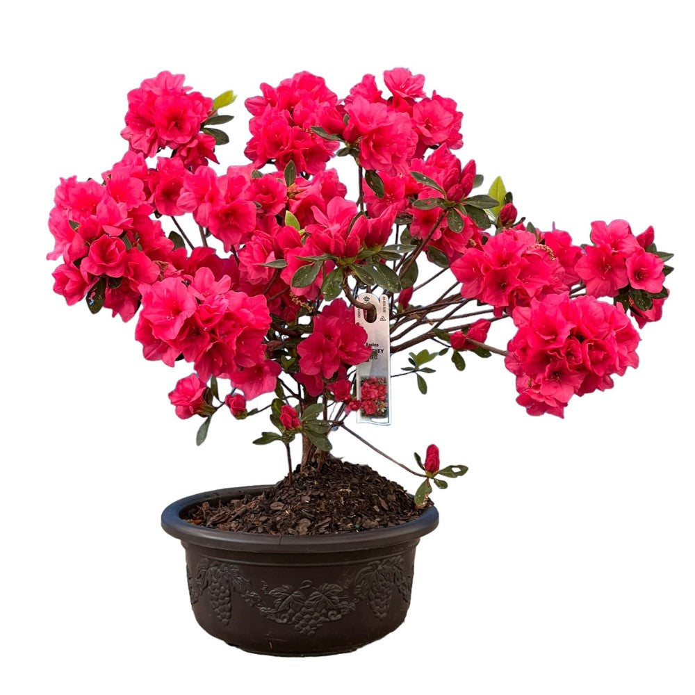 Hershey Red Azalea Bonsai (Live Plant) Indoor/Outdoor Plant