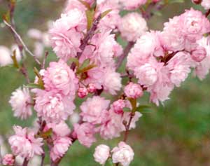 Pink Flowering Almond Shrub-Gorgeous Rows of Pink Flowers, Compact Shrub