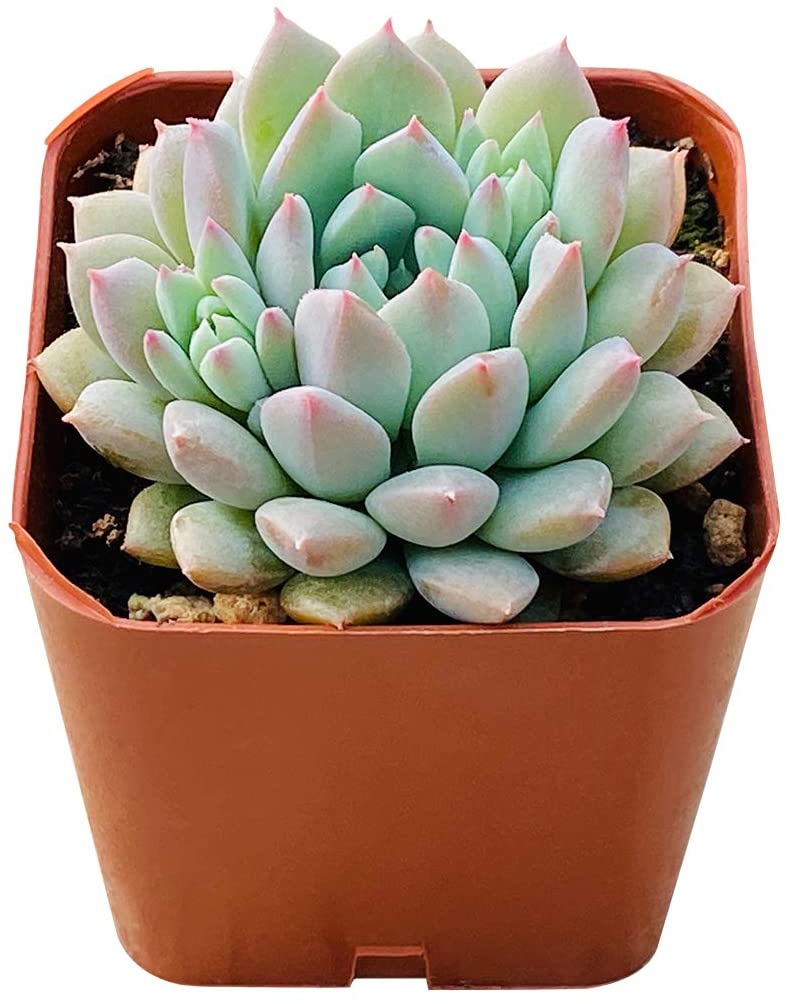 Succulent Plants， Echeveria 'Chrissy N Ryan'， Rosette Succulent Fully Rooted in 2inch Planter for Indoor Office Baby Shower Party Décor