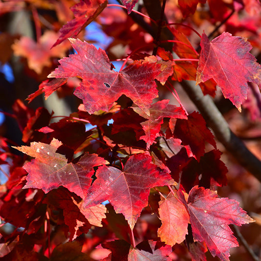 Florida Flame Red Maple Tree