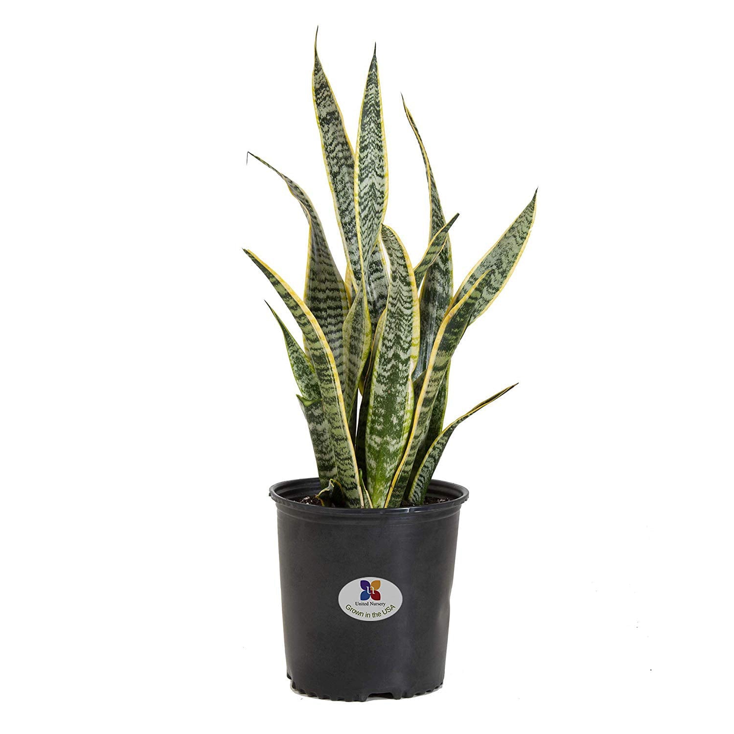 United Nursery Live Sansevieria Laurentii Plant 22-30 Inches Tall in 9.25 Inch Grower Pot