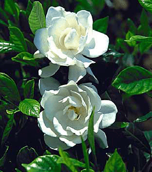 August Beauty Gardenia