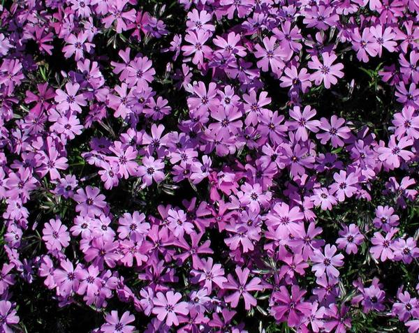Phlox Subulata 'Purple Beauty' Purple Creeping Phlox, a Carpet