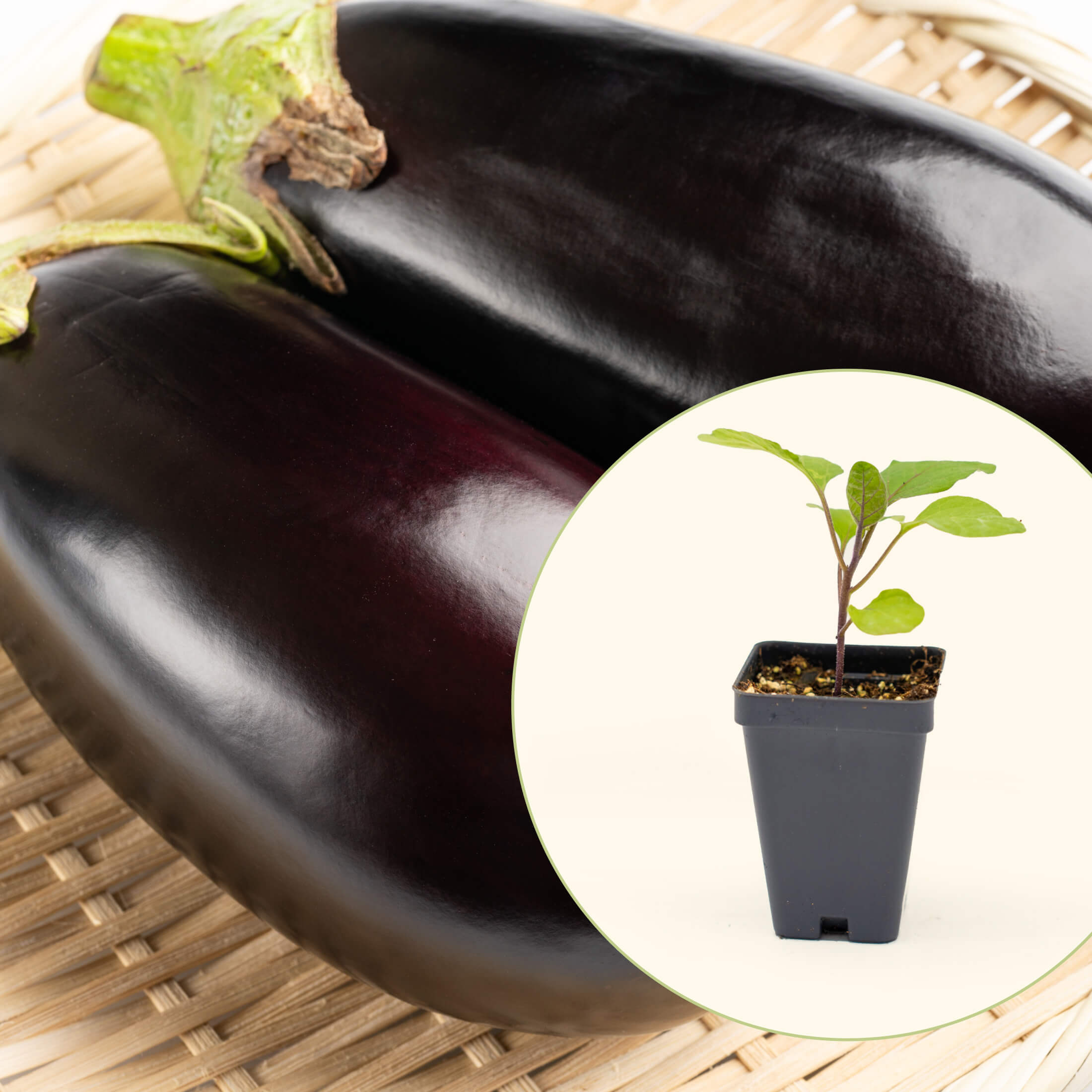 Black Beauty Eggplant Seedling