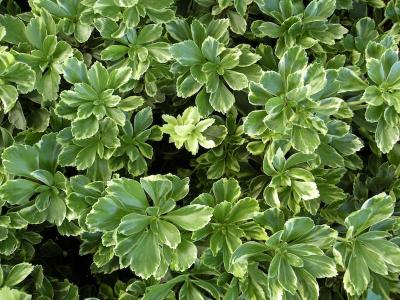 Classy Groundcovers - Collection #2 of Variegated Plants for Shade that Deer Avoid: 50 Variegated Japanese Spurge， 25 Variegated Greater (Large Leaf) Periwinkle， 25 Japanese Painted Fern