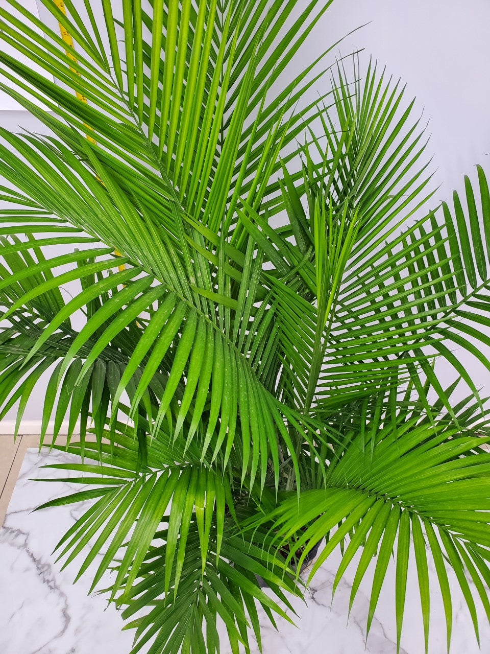 Tropical Plants of Florida 55