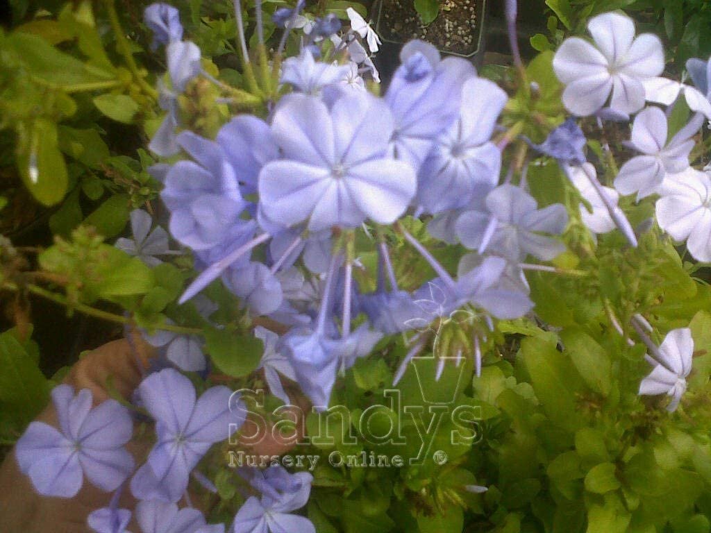 Plumbago Auriculata Perennial Shrub， Imperial Blue Flower， Gallon Pot