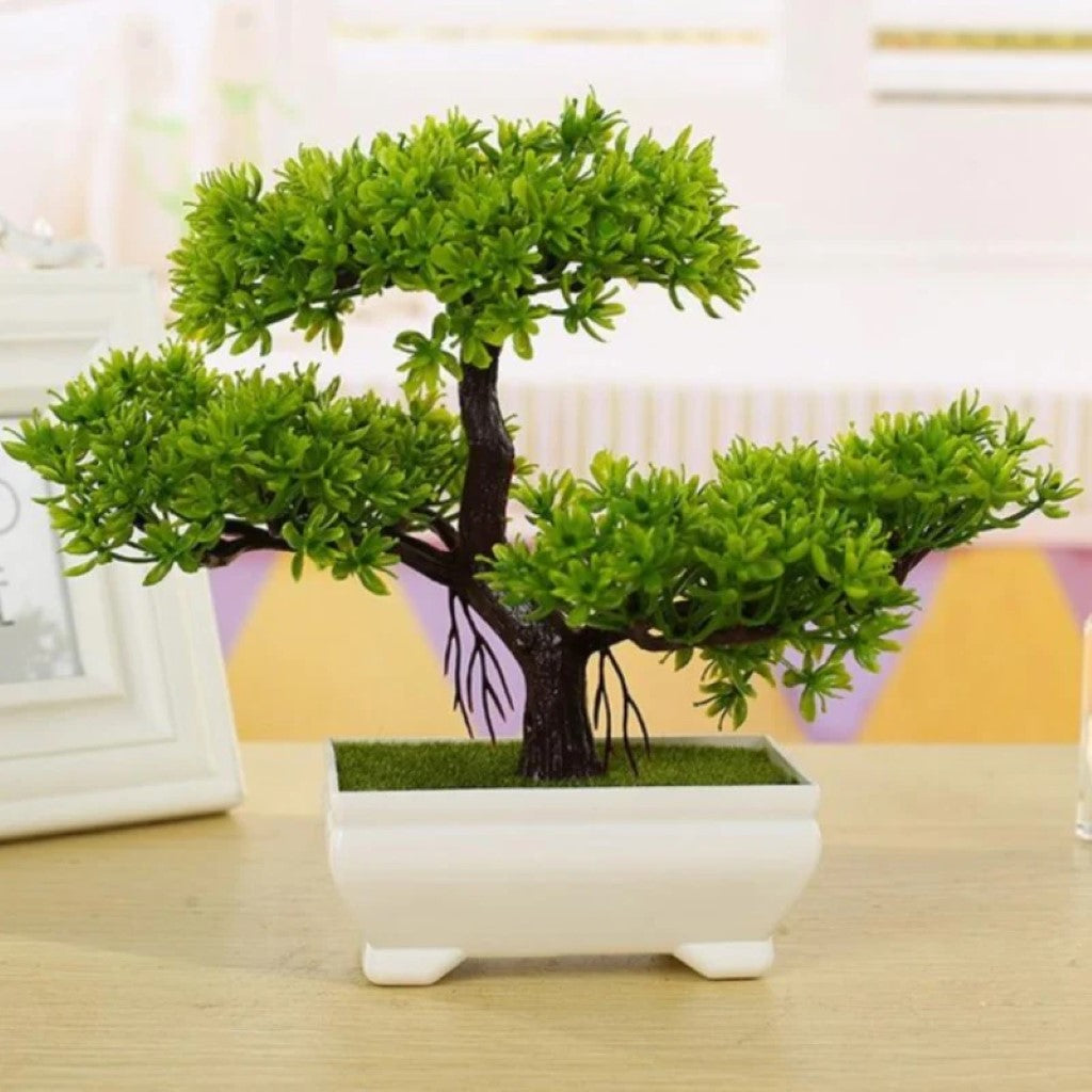 Gorgeous Bonsai with Very Attractive Pot with choice of your color -Excellent Gift.