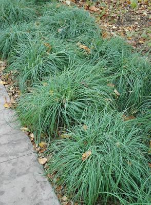 Classy Groundcovers - Carex flacca (Carex glauca)  {25 Pots - 3 1/2 inch Square}