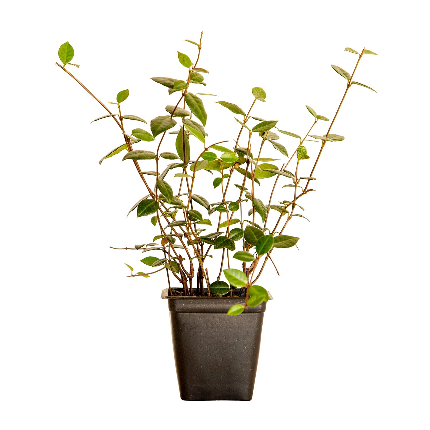 Asiatic Jasmine - 54 Pack (3.25 In. Pots) Evergreen Groundcover Vine - Full Sun Live Outdoor Plant
