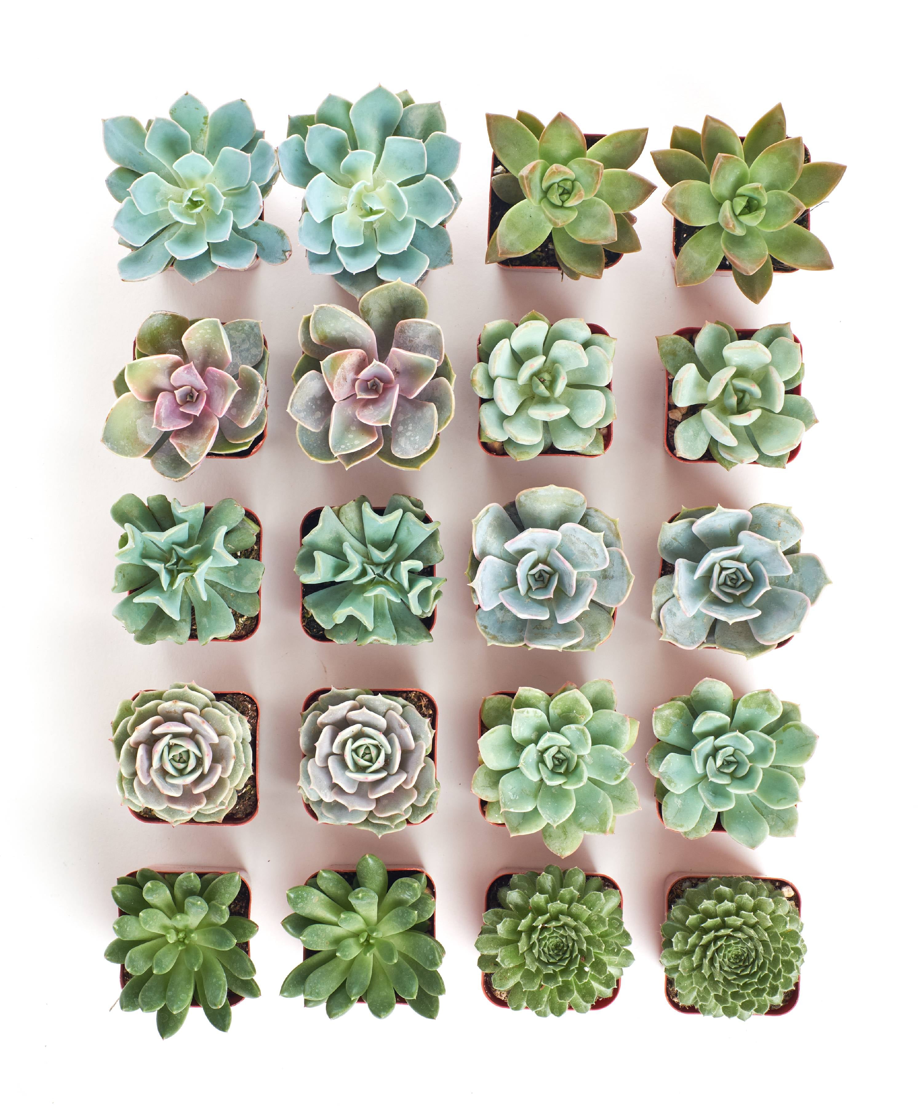 Home Botanicals Rosette Succulent (Collection of 20)