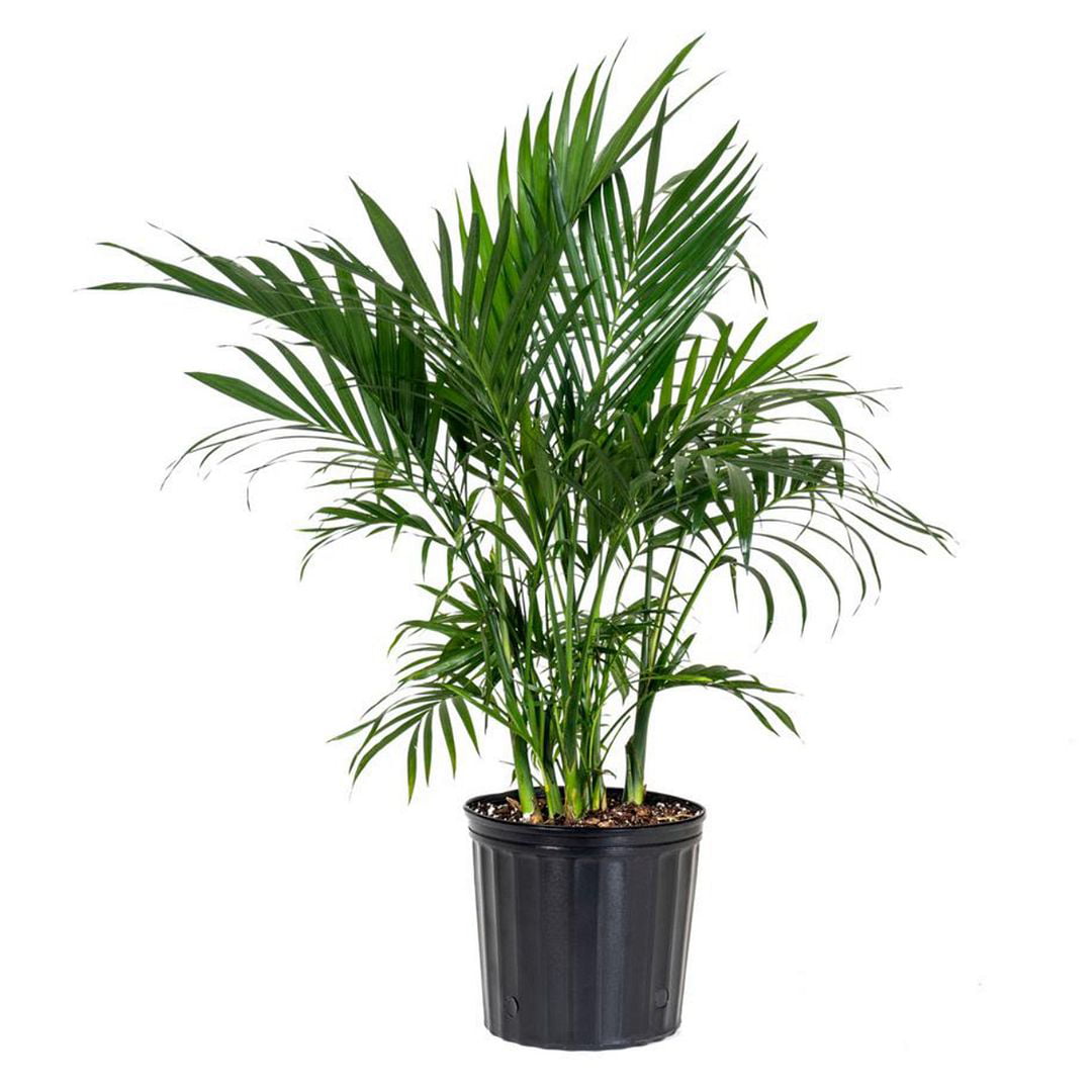 United Nursery Live Cat Palm Plant 28-32 inches Tall in 9.25 inch Grower Pot Bright Green Houseplant