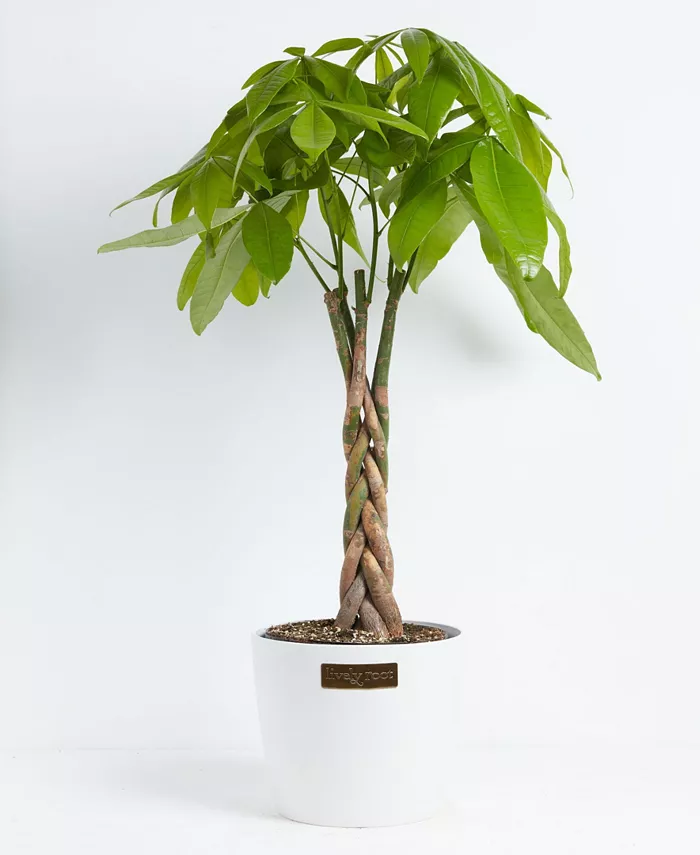 Lively Root Money Tree Live Plant， 10