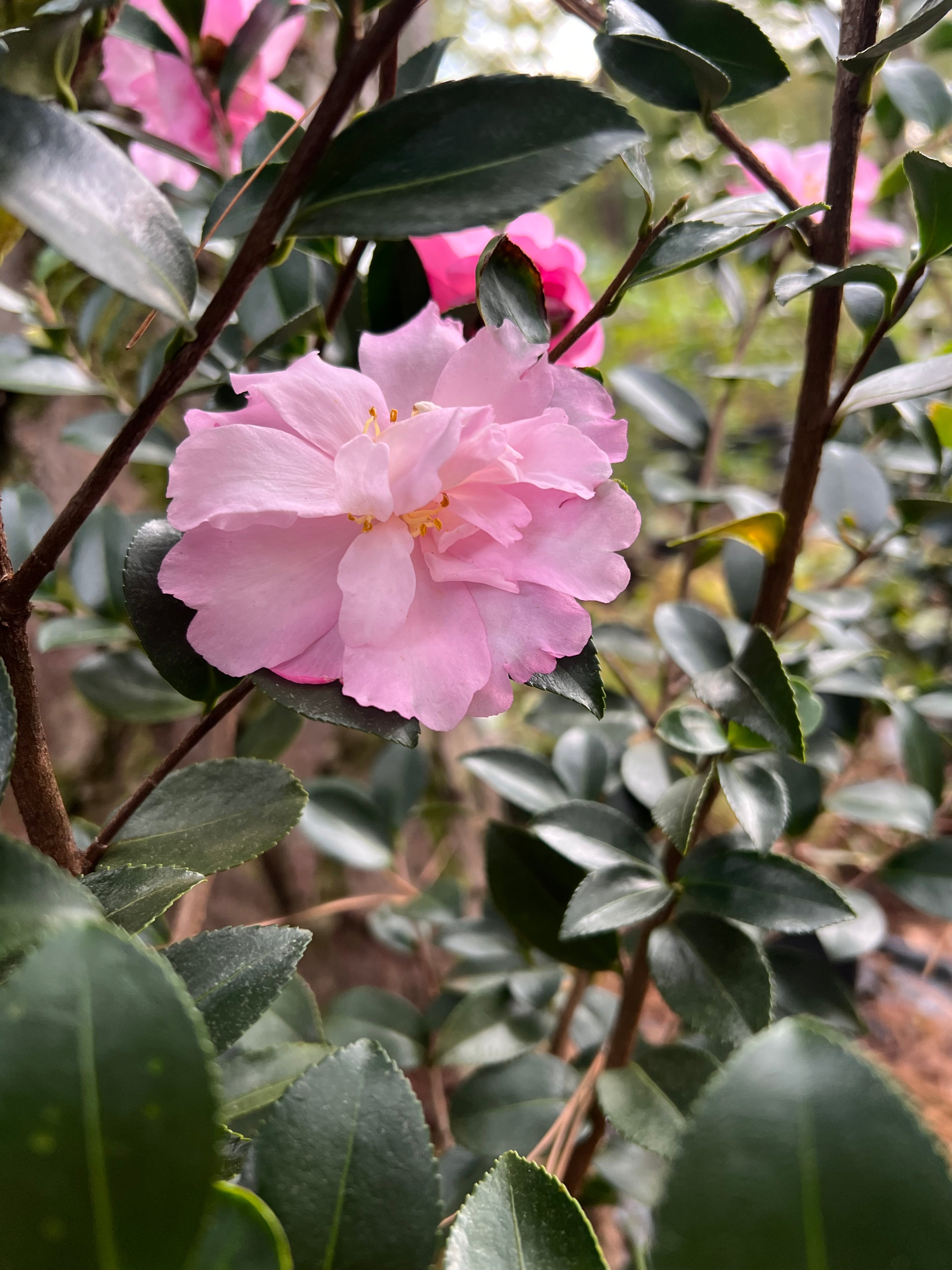 Camellia Pink Snow