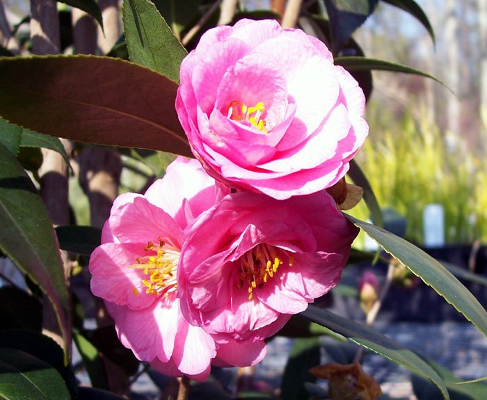 Camellia Japanese Lisa Beasley