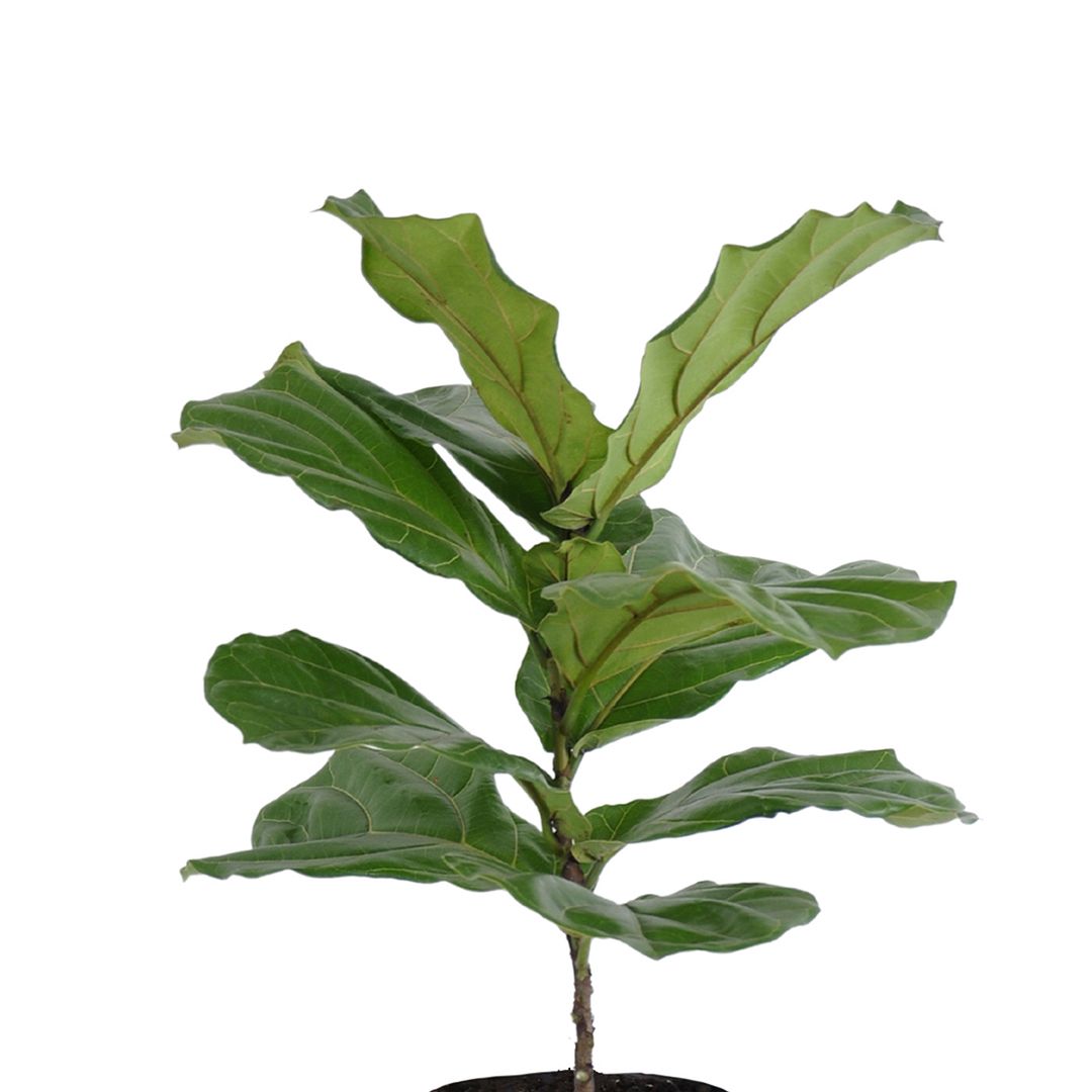 United Nursery Live Ficus Lyrata Standard Houseplant 24-28in Tall in 10 inch Terracotta Bayside Decor Pot