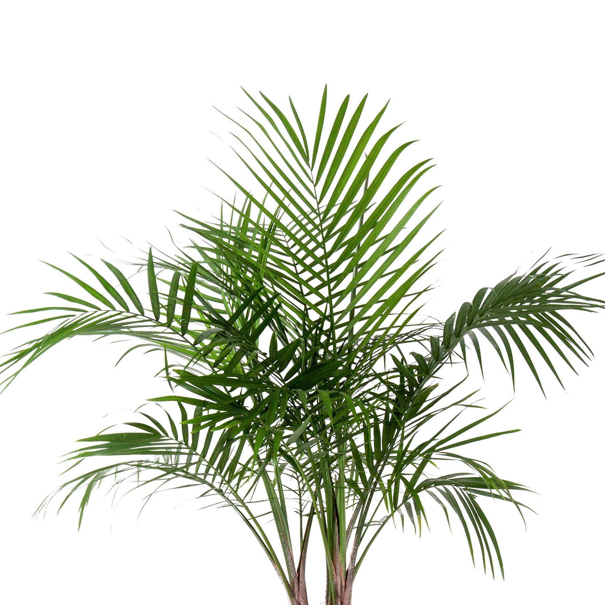United Nursery Live Majesty Palm Indoor Plant 24-34 inches Tall  with Green Fronds in 9.25 inch Grower Pot