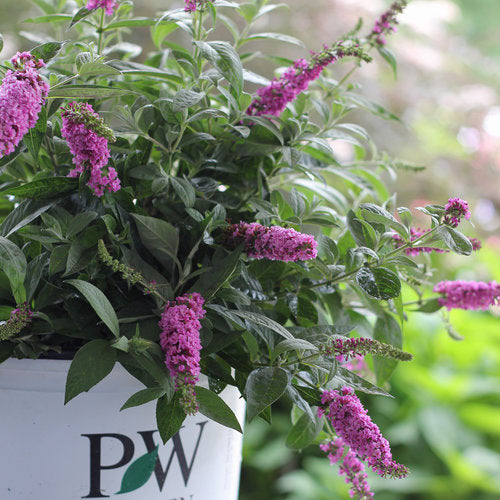 Butterfly Bush Lo & Behold 'Pink Micro Chip