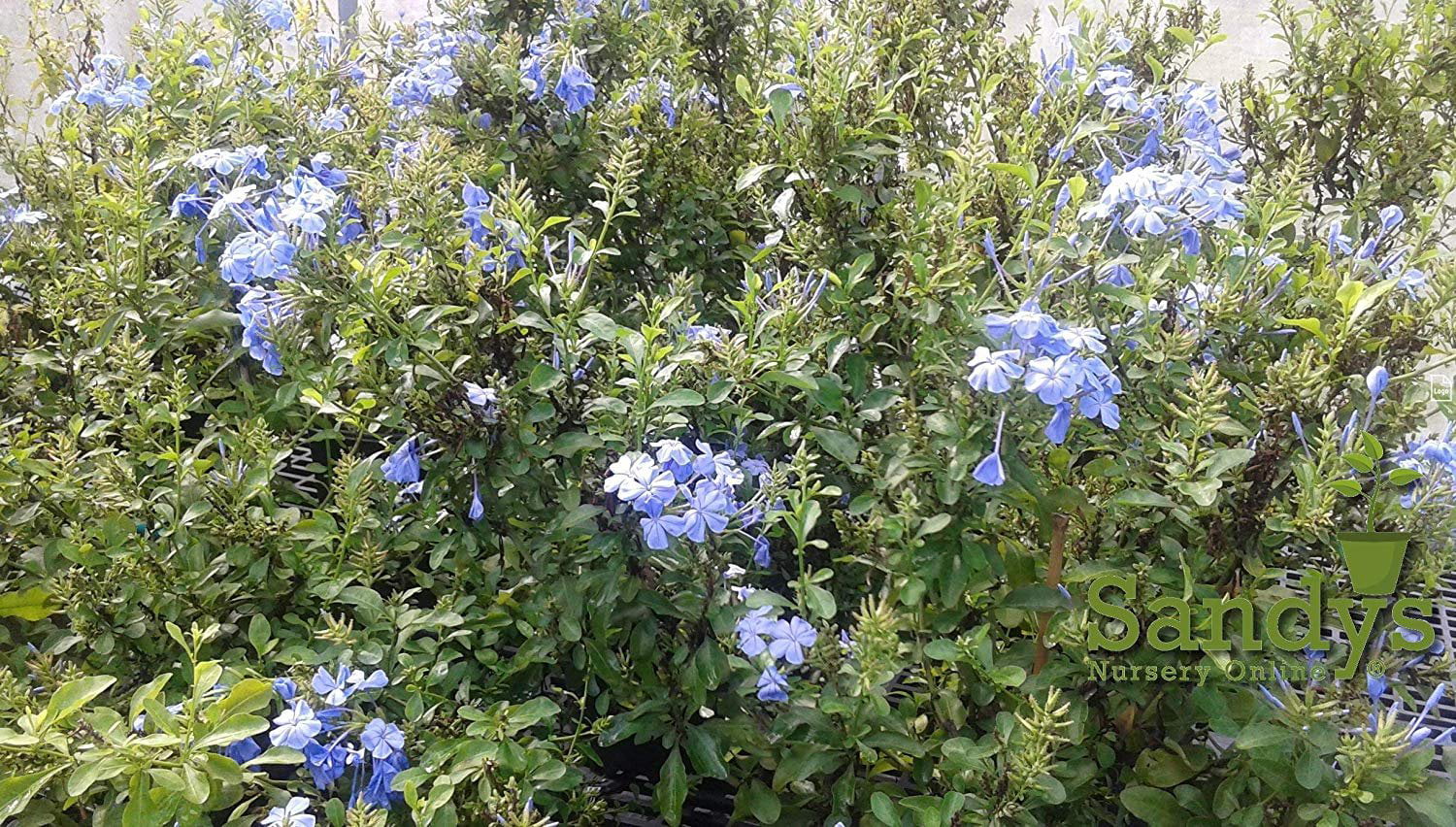 Plumbago Auriculata Perennial Shrub， Imperial Blue Flower， Gallon Pot