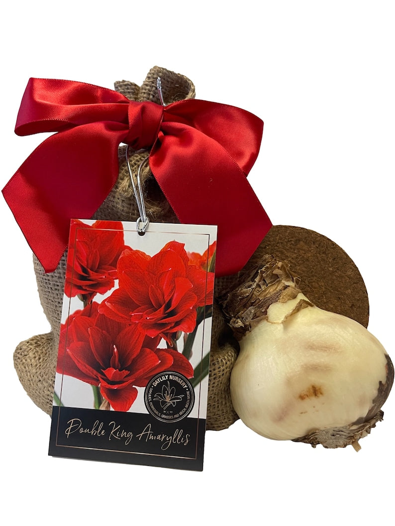 Amaryllis Holiday Gift Growing Kit， Includes an Rustic Tin Pot， Double King Bulb， and Professional Growing Medium!!
