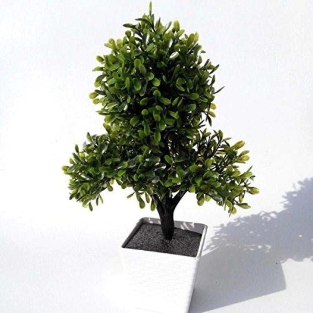 Gorgeous Bonsai Green Color with Very Attractive Pot -Excellent Gift.