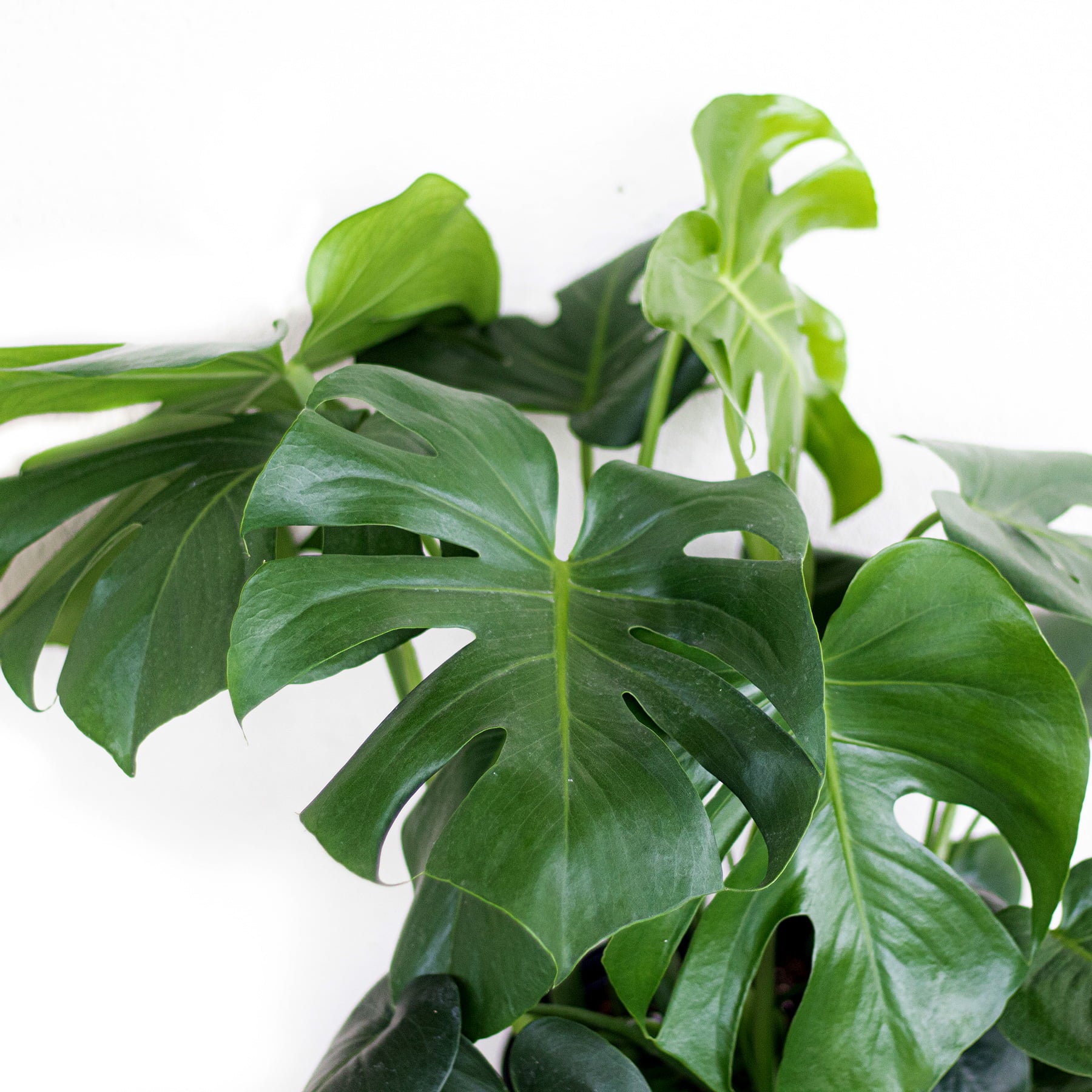 United Nursery Live Indoor 24in. Tall Green Monstera in Medium， Indirect Light Plant in 9.25in. Grower Pot
